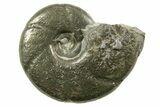 Pyritized Jurassic Ammonite (Calliphylloceras) Fossil - France #367659-1